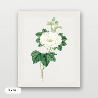Tachi Aoi Flower