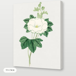 Tachi Aoi Flower