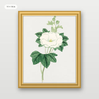 Tachi Aoi Flower