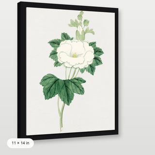 Tachi Aoi Flower