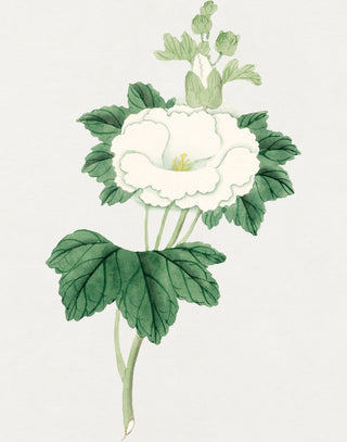 Tachi Aoi Flower