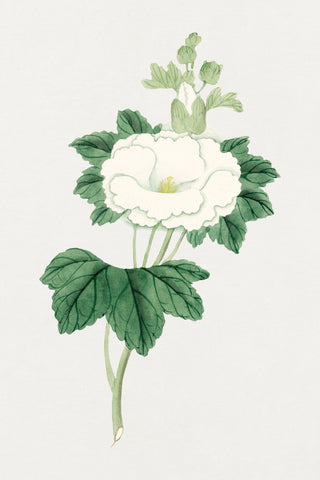 Tachi Aoi Flower
