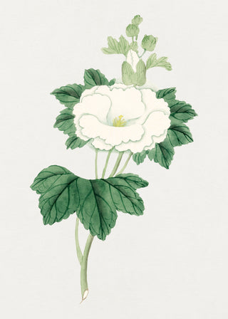 Tachi Aoi Flower