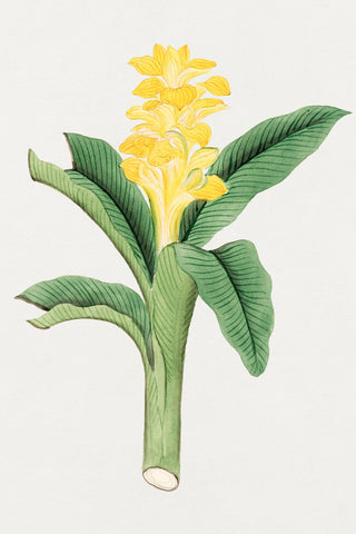 Ukon Flower