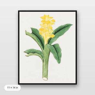 Ukon Flower