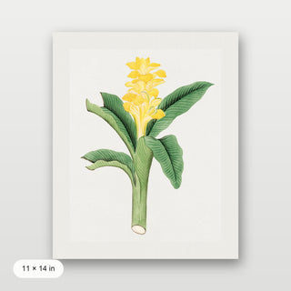 Ukon Flower