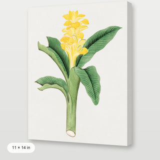 Ukon Flower