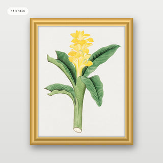 Ukon Flower