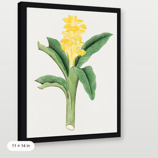 Ukon Flower