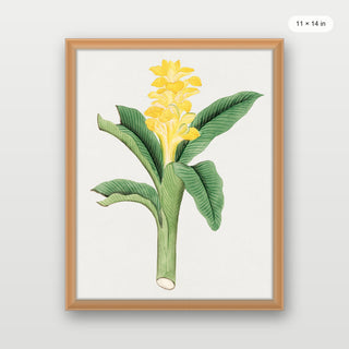 Ukon Flower