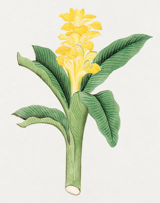 Ukon Flower