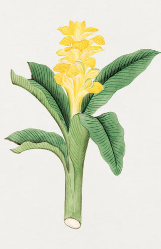 Ukon Flower