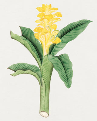 Ukon Flower