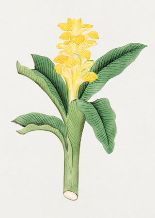 Ukon Flower