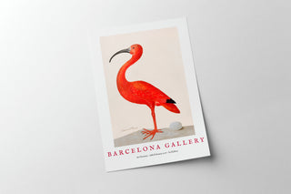 Barcelona Gallery - Ibis