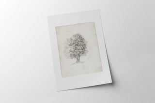 Apple Tree Sketch