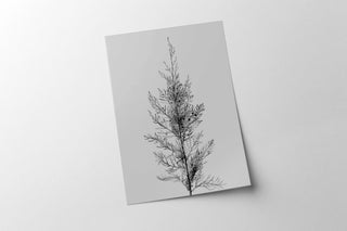 Rustic Pine Tree Top