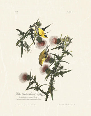 Audubon - American Goldfinch