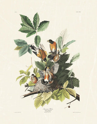 Audubon - American Robin