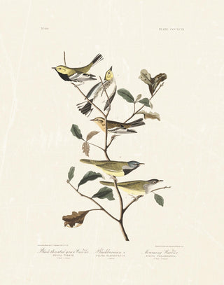 Audubon - Black Throated Warbler