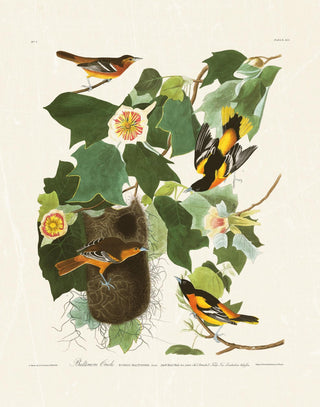 Audubon - Baltimore Oriole