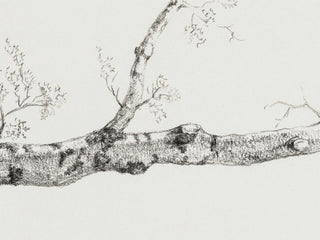 Birch Branch Sketch