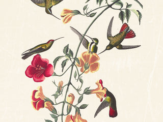 Audubon - Mango Hummingbird