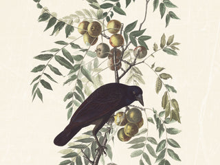Audubon - American Crow