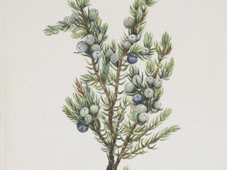 Winter Pine Branch