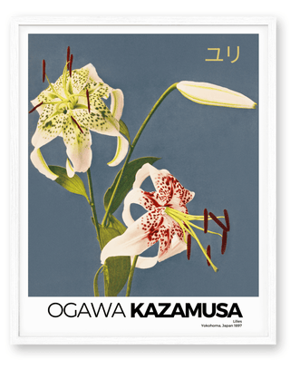 Kazamusa - Lilies