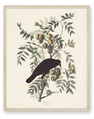Audubon - American Crow
