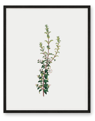 Winter Botanical Print
