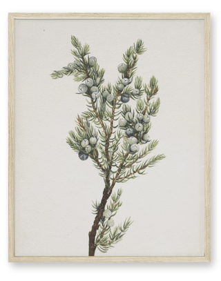 Winter Pine Branch