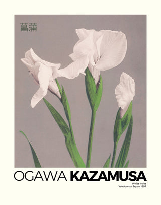 Kazamusa - Irises