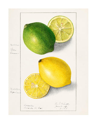 Ellen Isham Schutt - Lemons